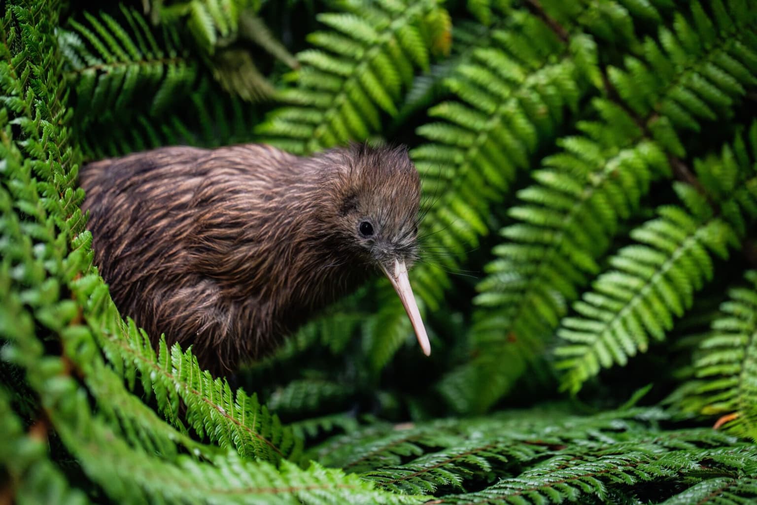 KiwiOne